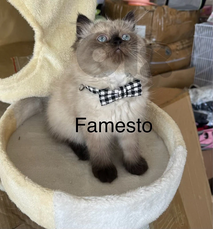 PURE kitten Himalayan/Available Female and male