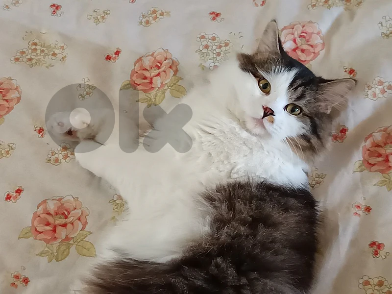 Domestic Longhair for Adoption