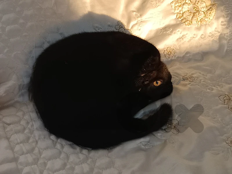 Black domestic Scottish fold