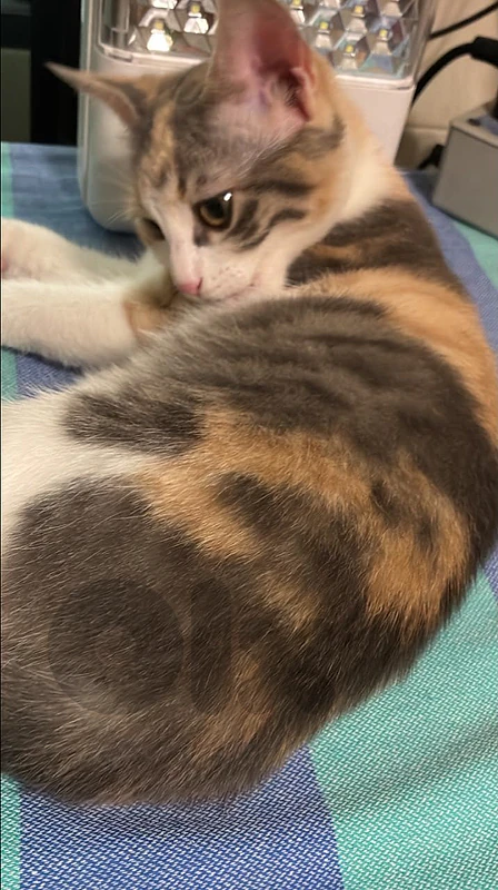 cat for adoption