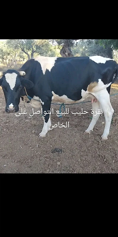 70496247