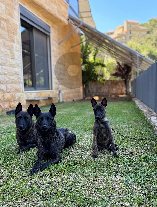 Male Deutsch Malinois Puppy – 3 Months Old – Vaccinated