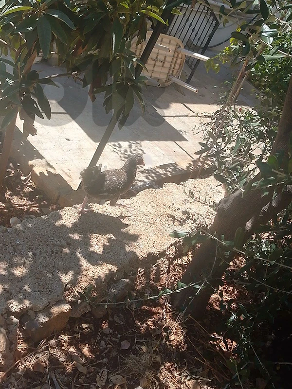 فراخ للبيع