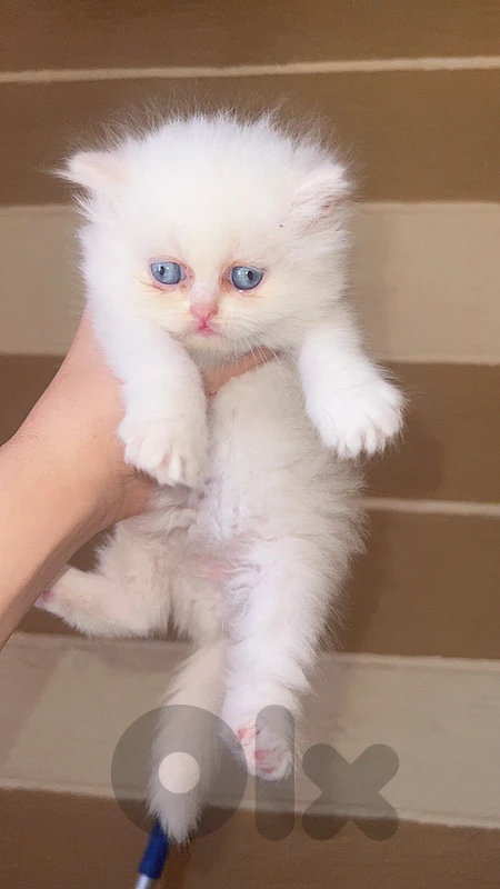 للبيع