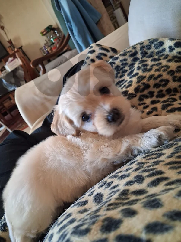 Sweet Bichon Frise  puppy looking for a loving home 🐾