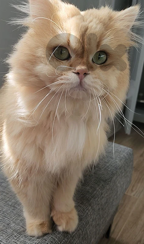 Imported British Longhair WCF Golden Chinchilla Male (NY11)