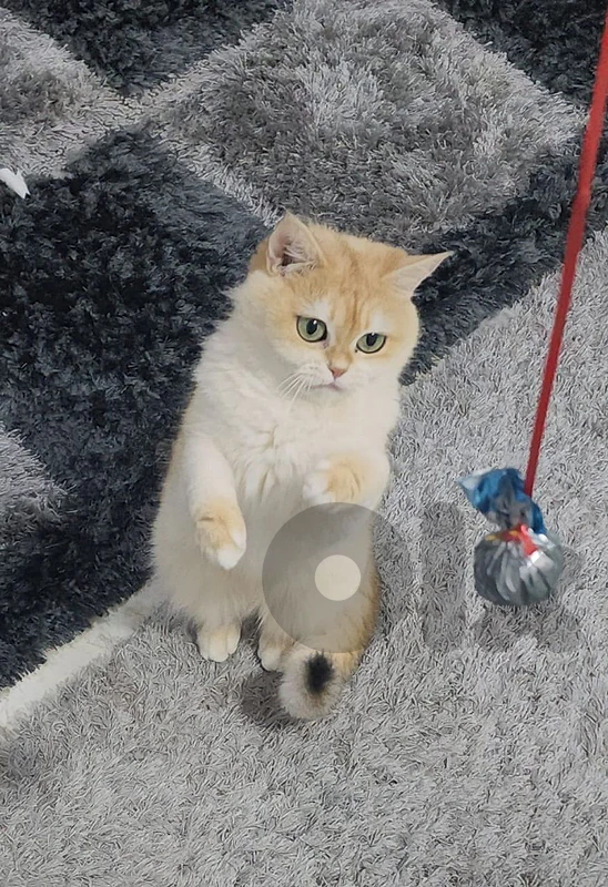 Imported British Shorthair  WCF Golden Chinchilla Female (NY11)