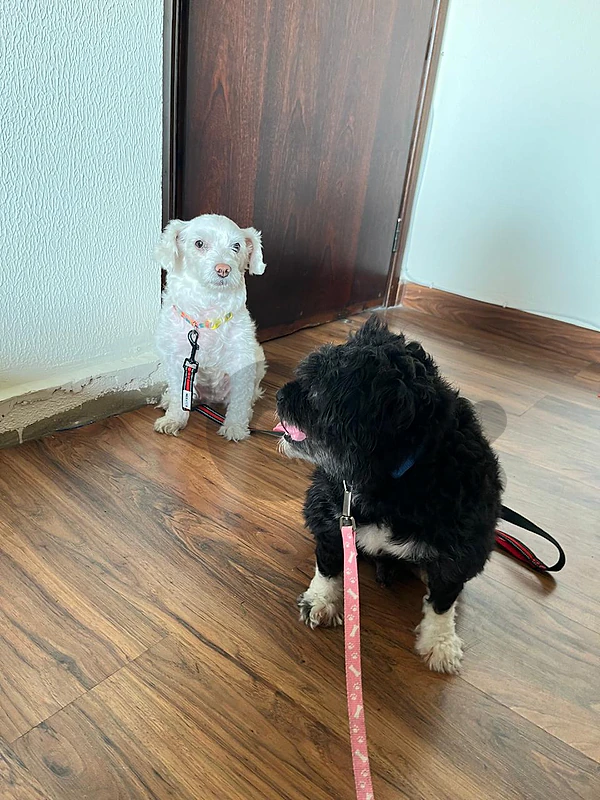 adoption free