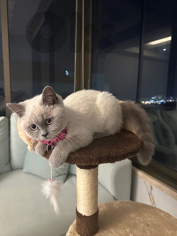 British shorthair cat