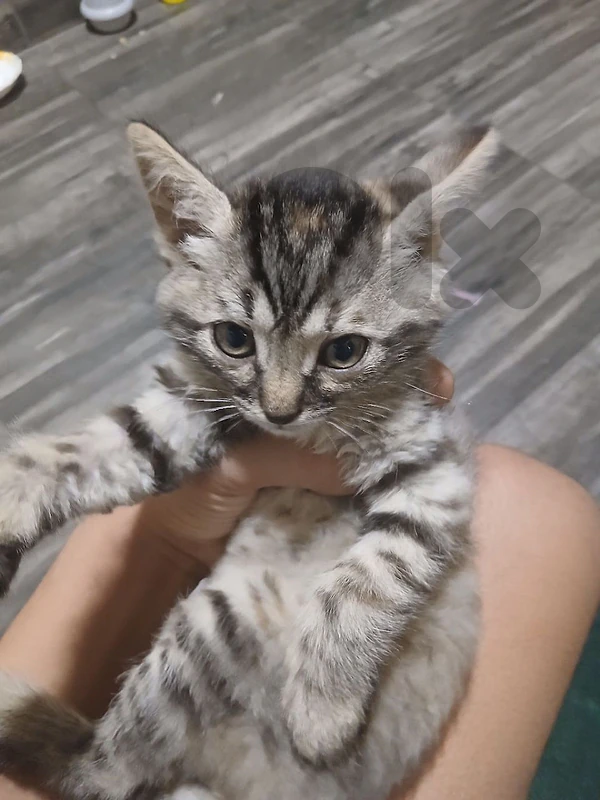 kitten