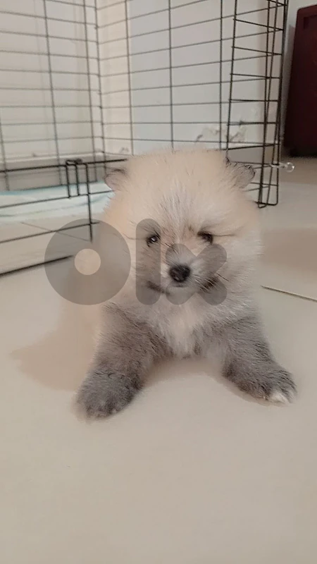 Pomeranian