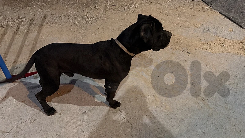 cane corso dog for adoption