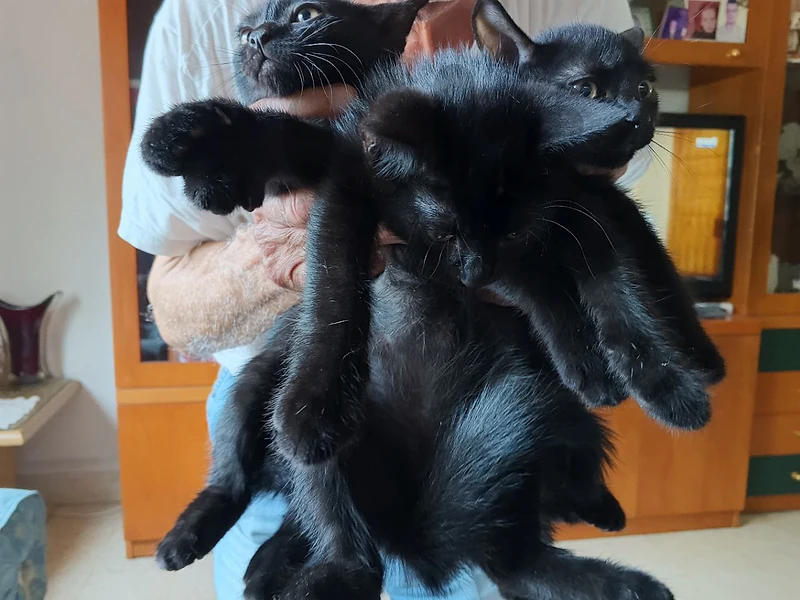 cats for adoption free  3 months