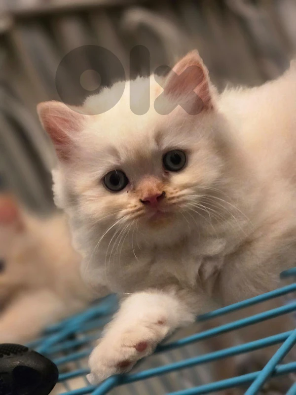 Siberian Himalayan