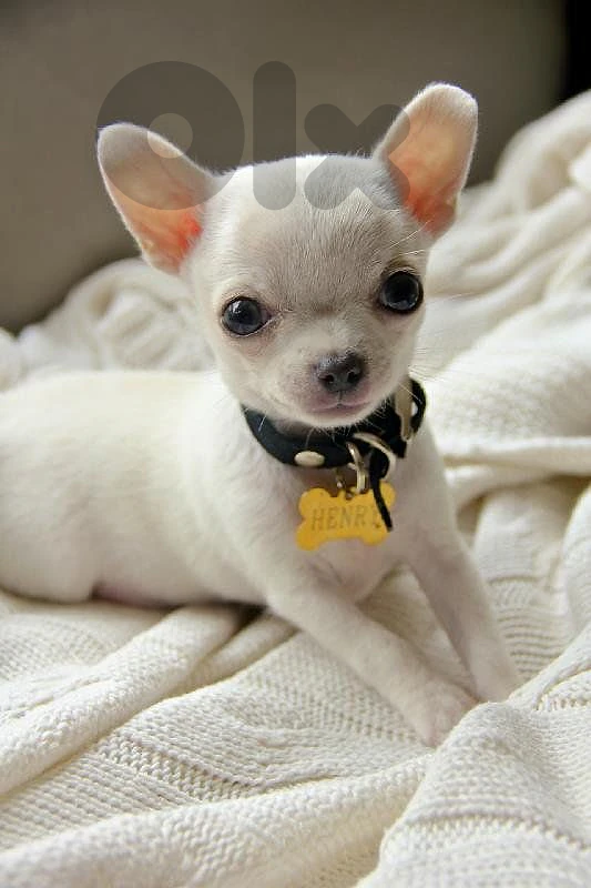 Chihuahua Puppies
