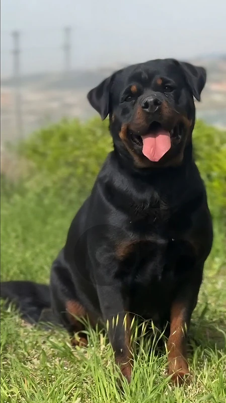 german rottweiler