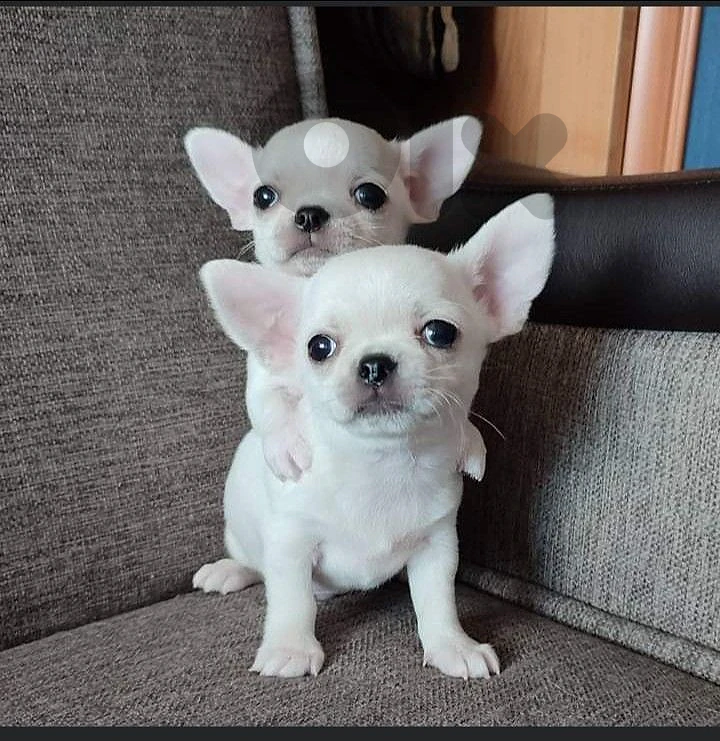 Charming Chihuahua Puppy Available In Store & Delivery