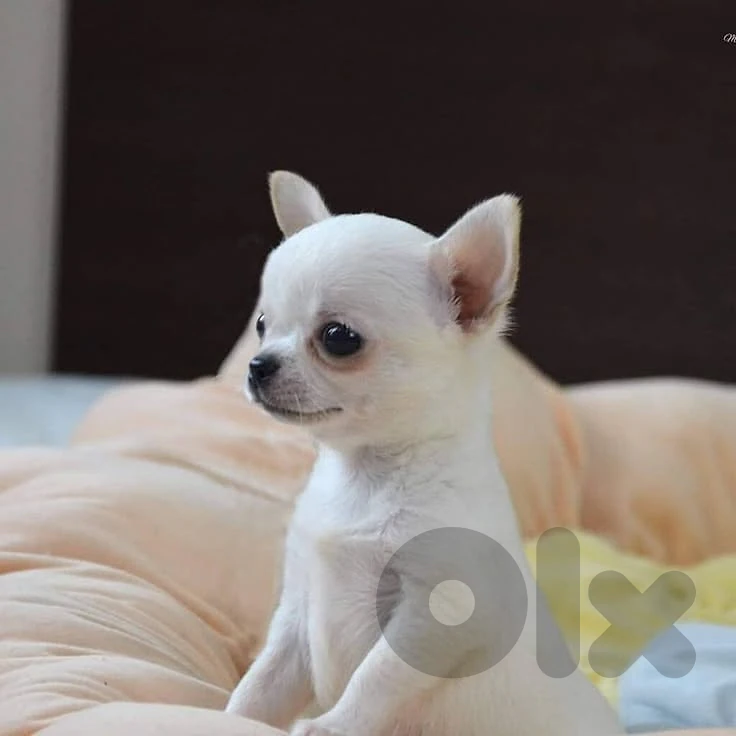 Tiny Chihuahua Puppies/ Available In Store/Delivery/High Quality/Dog