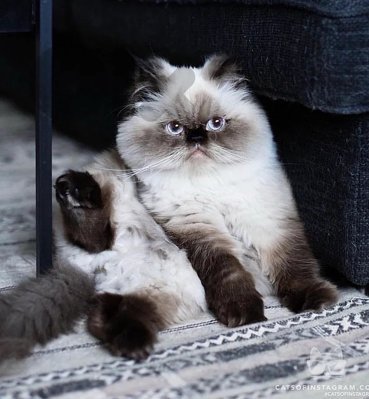 Persian himalayan very high quality