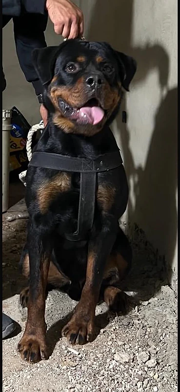 super dog