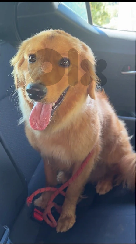10-Month-Old Golden Retriever – Fully Vaccinated