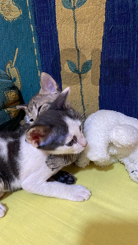 2 kitten