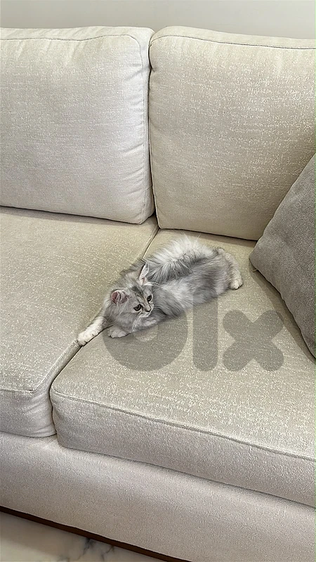 Persian Chinchilla Kitten