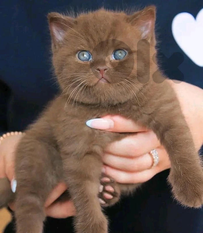 british cat brown