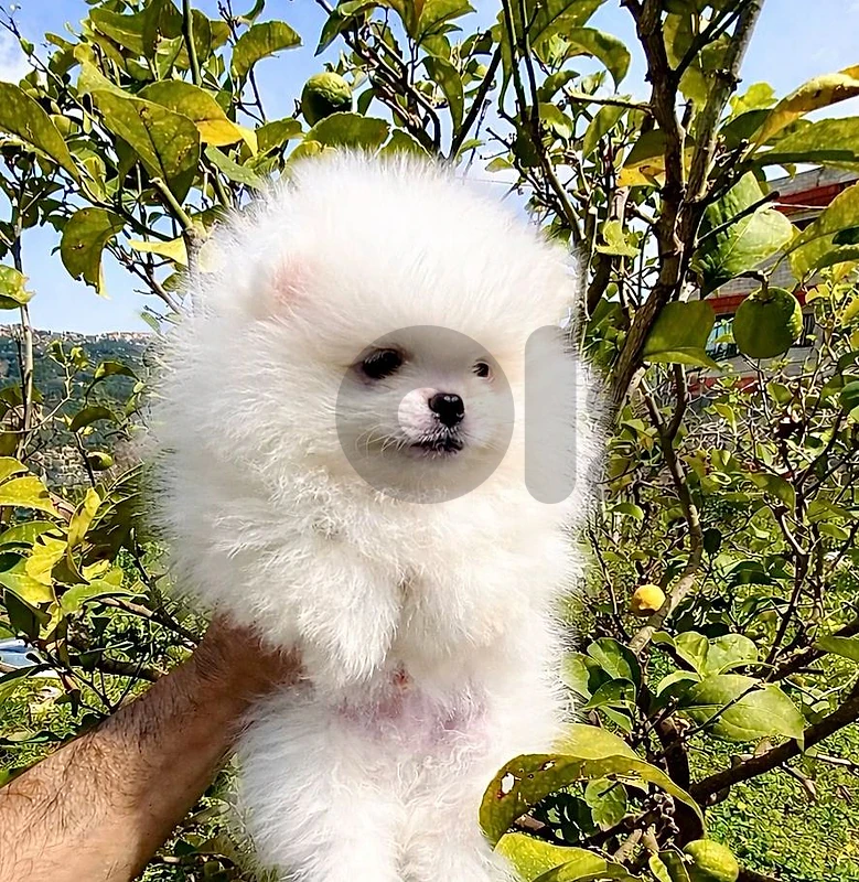 Pomeranian male 400g toy face teacup 70993656