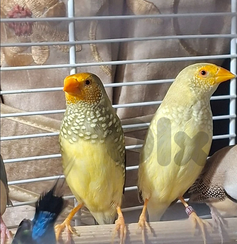 finches exotic