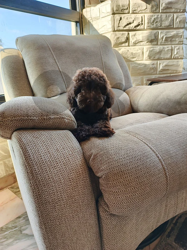 poodle toy  male 3 months vaccine putty trained in pads