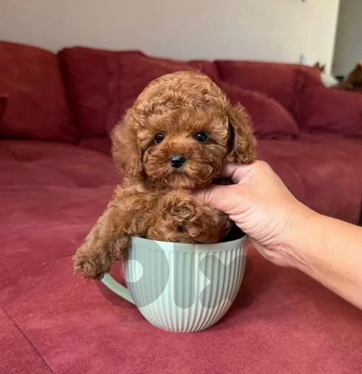 Poodle Puppies 🐶