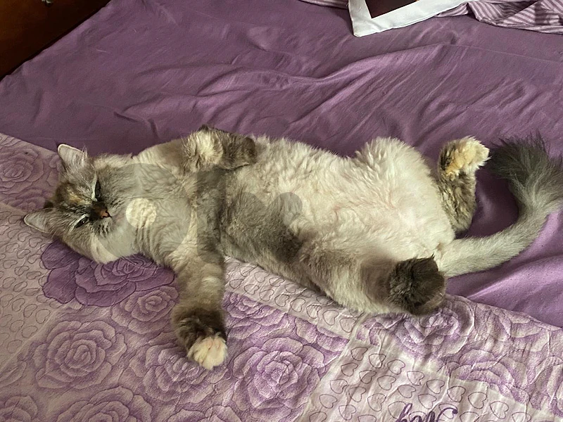 cat for adoption