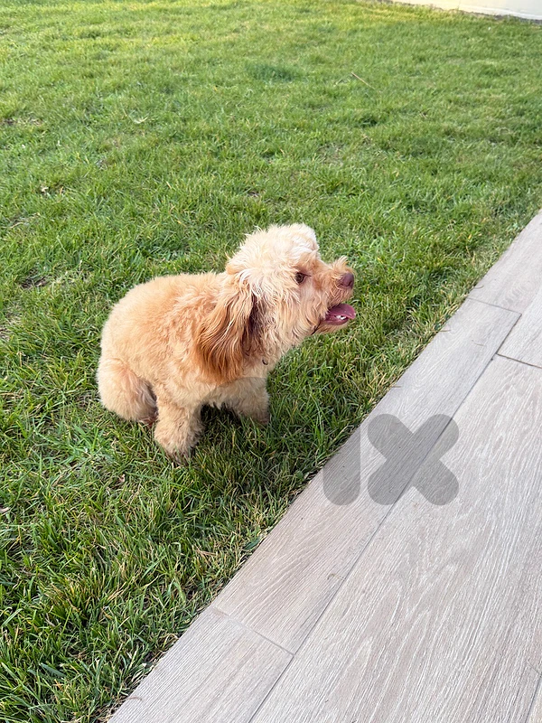 Maltipoo - 7 months