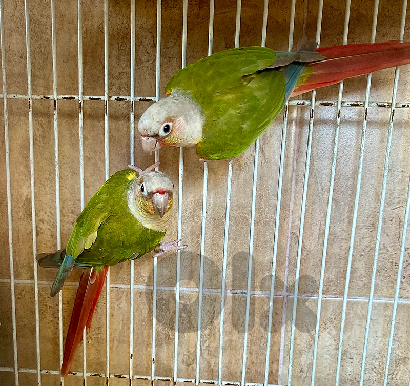 Pineapple Couple