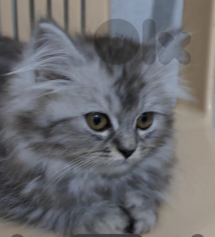 female cat