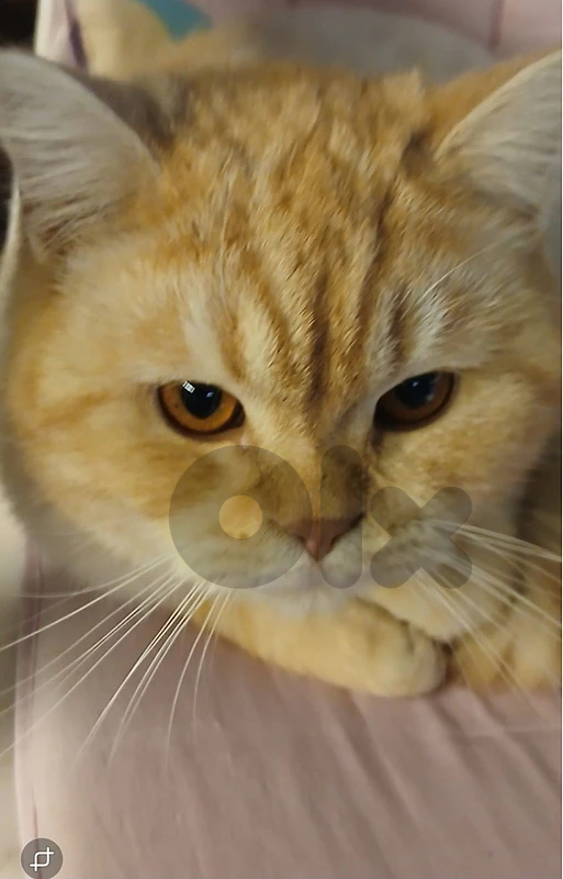 cat for sale britsh