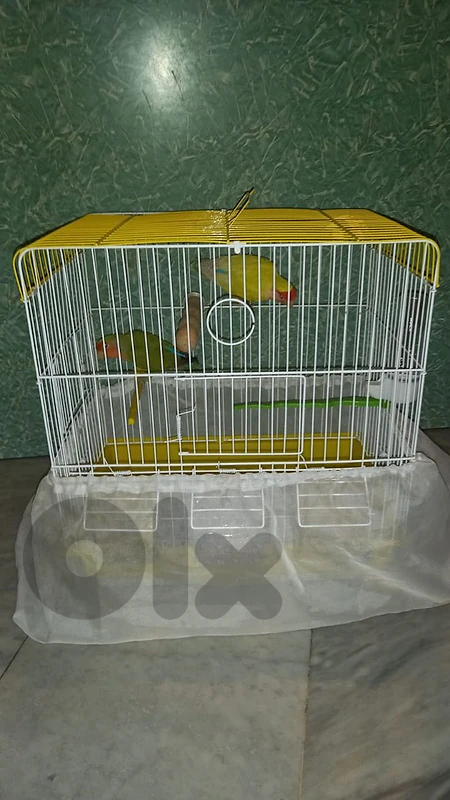 rose birds
