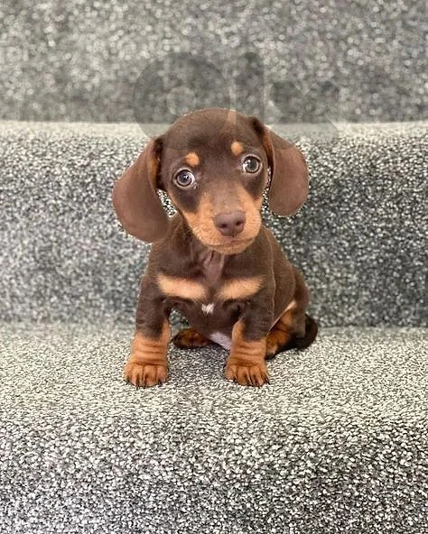 Dachshund Puppies 🐶 in store & delivery