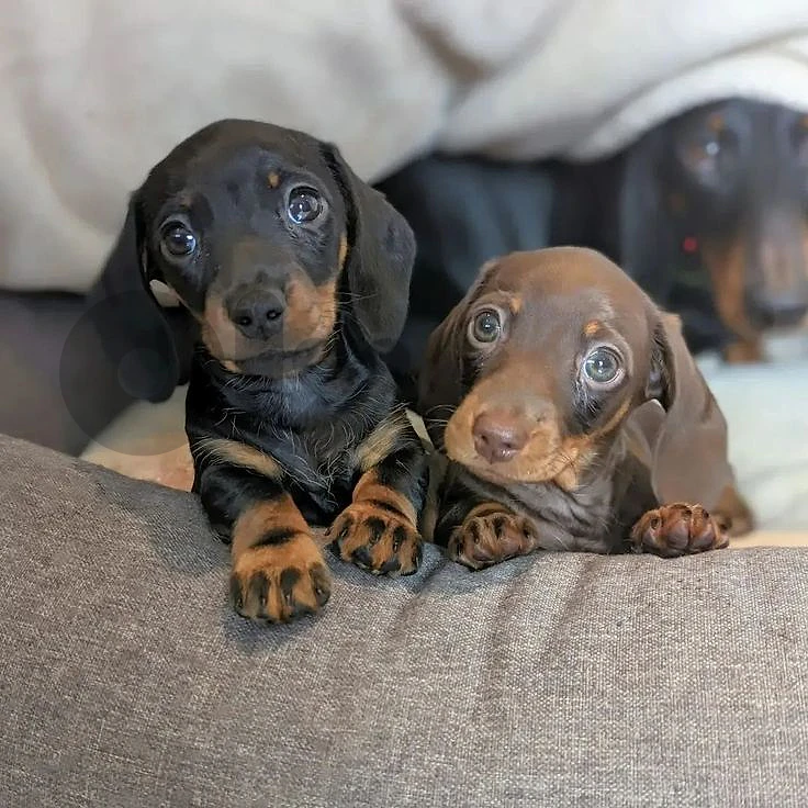 Exceptional Purebred Dachshund Puppies / delivery available