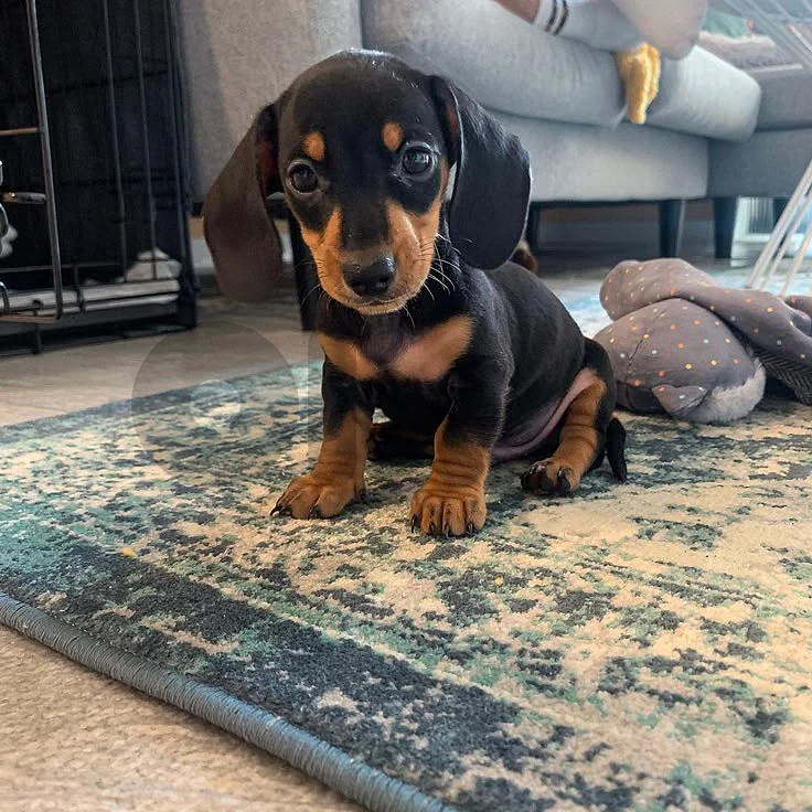 Adorable Dachshund Puppies ❤️ in store & delivery