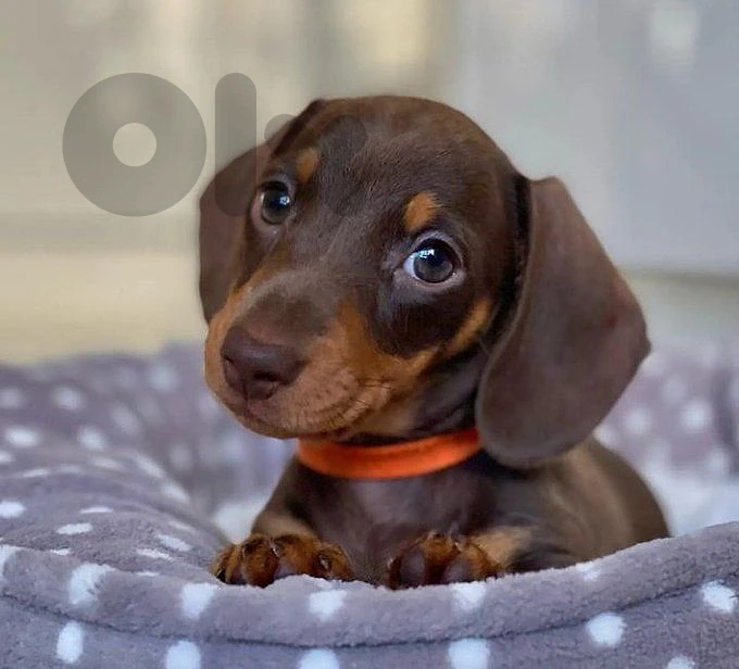 Purebred Miniature Dachshund Puppies Available