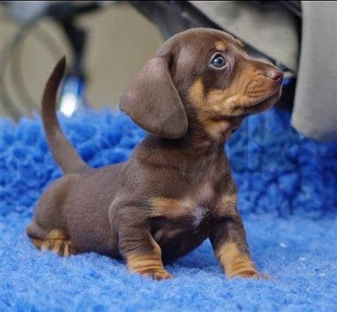Miniature Dachshund Puppies in store / dog كلاب