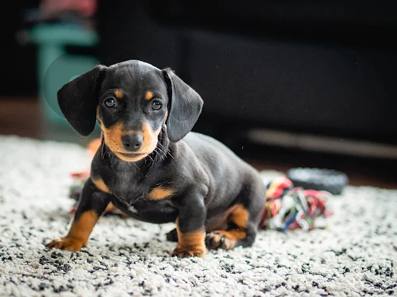 Black&Tan Dachshund Puppies in store / delivery