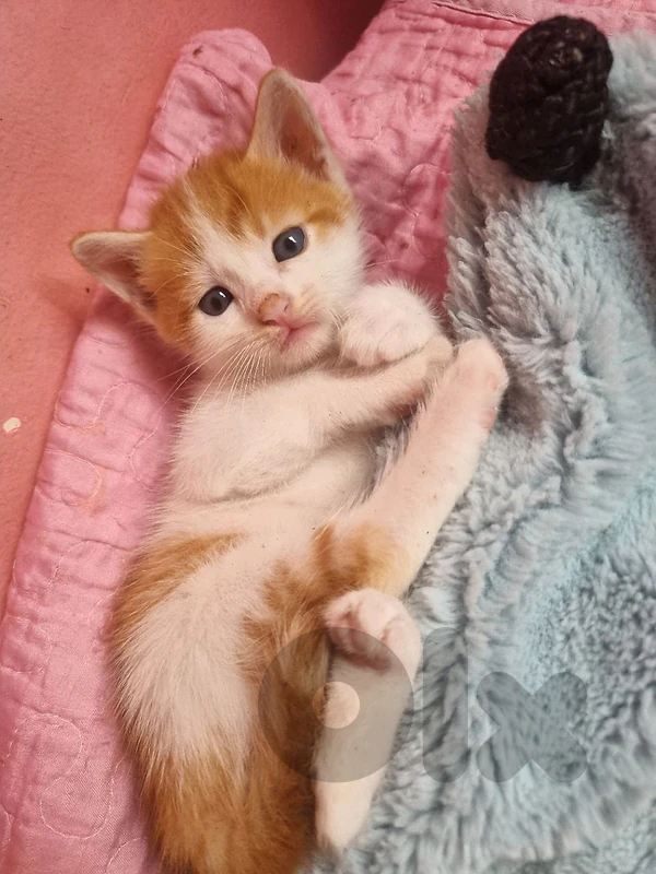 cats for adoption قطط للتبني