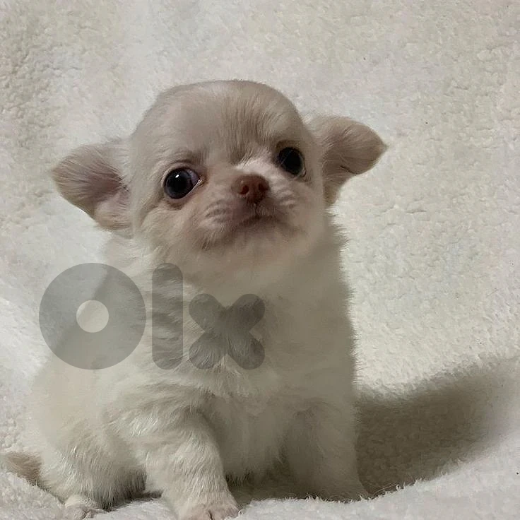 Purebred Long Hair Chihuahua Puppy – Tiny Size, Endless Love