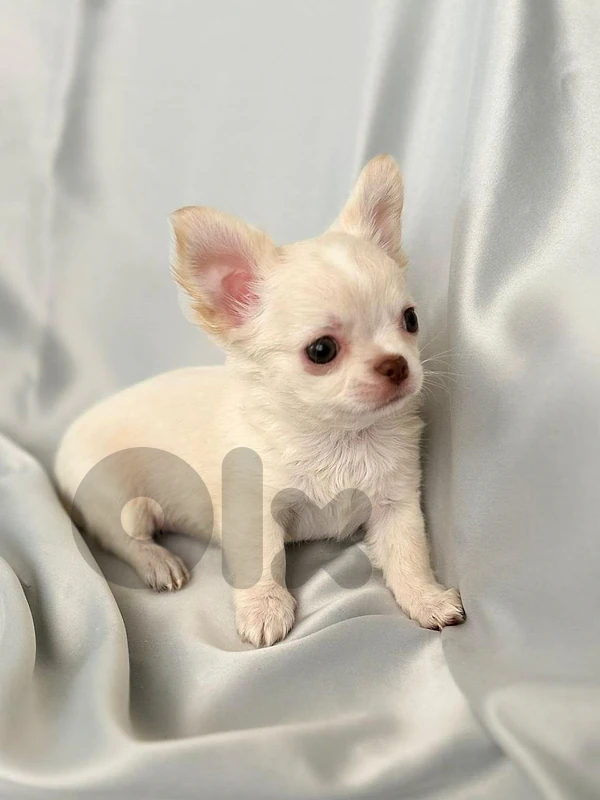 Purebred Long Hair Chihuahua Puppy Available