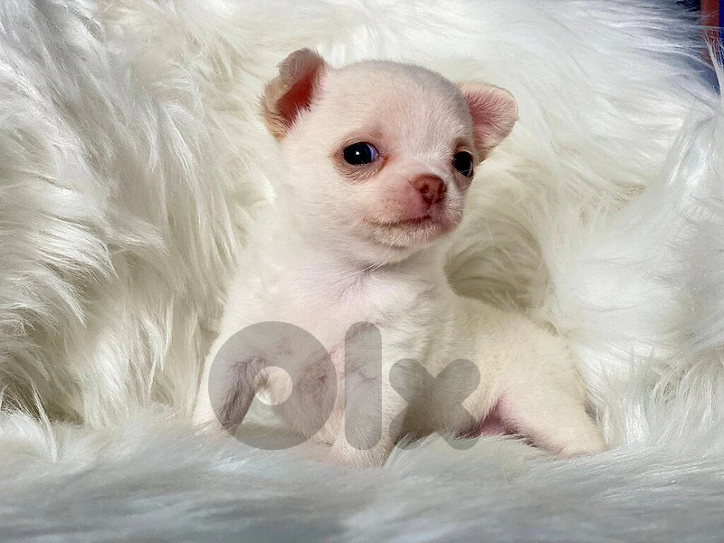 Chihuahua Puppies Available