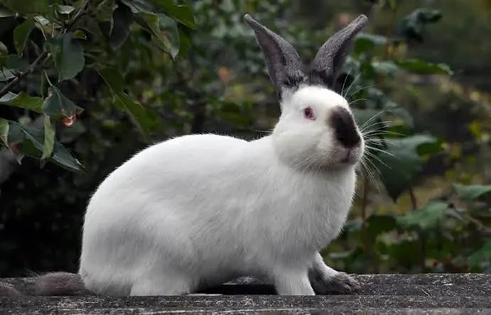 californian Rabbit