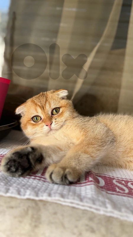 Golden Chinchilla Male Kitten Available